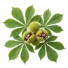 Châtaignier
