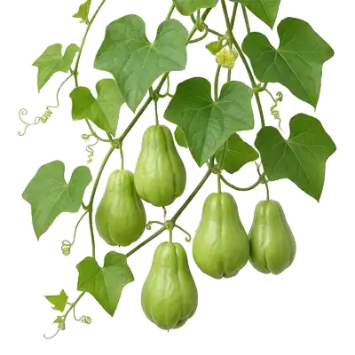 Chayotte (Christophine)