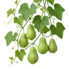 Chayotte (Christophine)