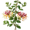 Chèvrefeuille