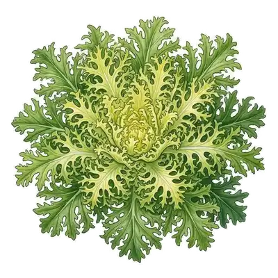 Chicorée Frisée
