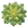 Chicorée Frisée