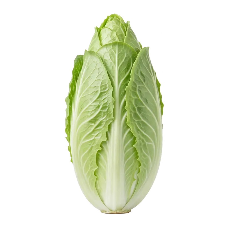 Chicorée Pain de Sucre