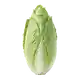 Chicorée Pain de Sucre