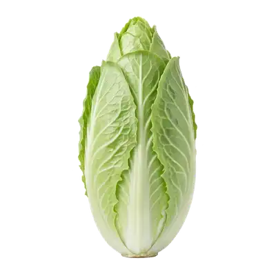 Chicorée Pain de Sucre