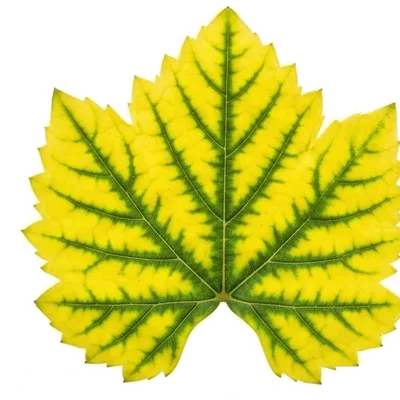 Chlorose ferrique (Carence en Fer)