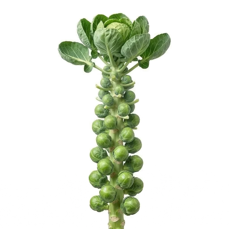 Illustration : Chou de Bruxelles