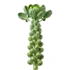 Chou de Bruxelles