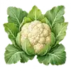 Chou-fleur