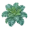 Chou Frisé (Kale)