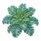 Chou Frisé (Kale)