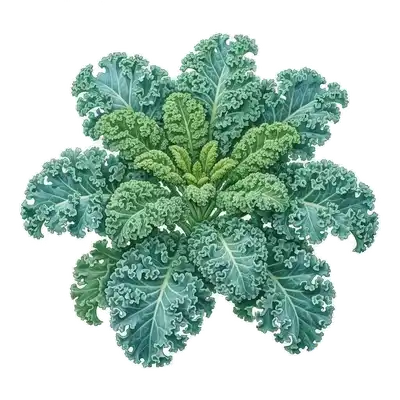 Chou Frisé (Kale)