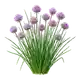 Ciboulette