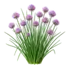 Ciboulette