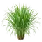Citronnelle