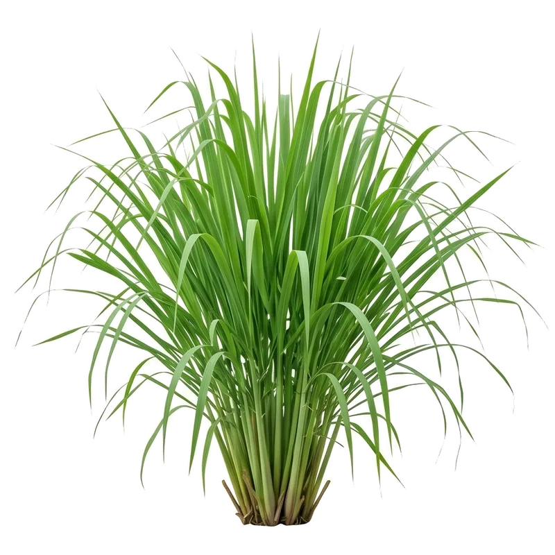 Superbe et haute touffe graminée très dense de citronnelle tropicale dressant ses longues feuilles effilées retombant gracieusement en jet d'eau