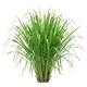 Citronnelle