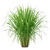 Citronnelle