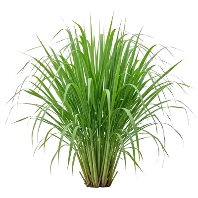 Superbe et haute touffe graminée très dense de citronnelle tropicale dressant ses longues feuilles effilées retombant gracieusement en jet d'eau