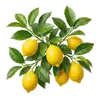 Citronnier