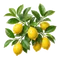 Citronnier