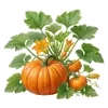 Citrouille