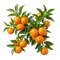 Clémentinier