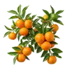 Clémentinier