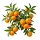 Clémentinier