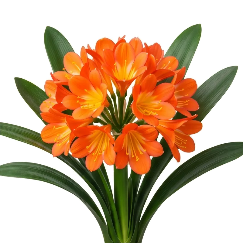 Majestueuse plante d'intérieur clivia dévoilant en son centre une robuste ombelle portant d'éclatantes fleurs tubulaires d'un orange très vif et chaleureux