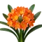 Clivia
