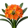 Clivia