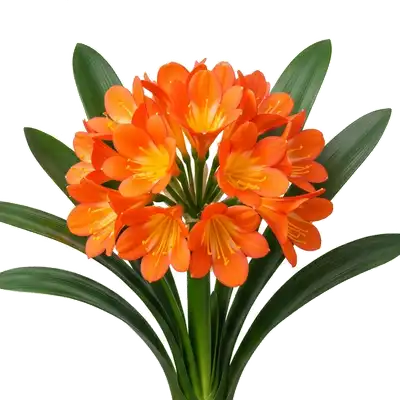 Majestueuse plante d'intérieur clivia dévoilant en son centre une robuste ombelle portant d'éclatantes fleurs tubulaires d'un orange très vif et chaleureux
