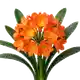 Clivia