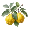 Cognassier