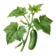 Concombre