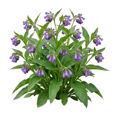 Robuste touffe de consoude officinale exhibant de grandes et rudes feuilles allongées, surmontées de délicates petites fleurs tubulaires violacées retombantes