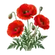 Coquelicot