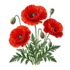 Coquelicot