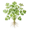 Coriandre