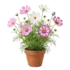Cosmos