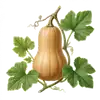 Courge Butternut