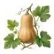 Courge Butternut