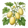 Courge Spaghetti