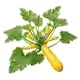 Courgette Jaune