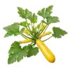 Courgette Jaune