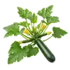 Courgette Verte