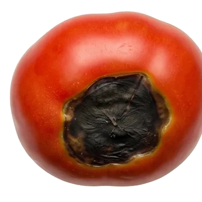 Nécrose apicale (Cul noir)