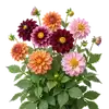 Dahlia