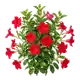 Dipladénia